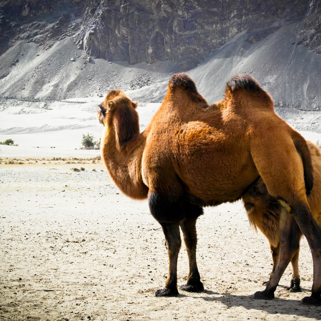 Camel Safari